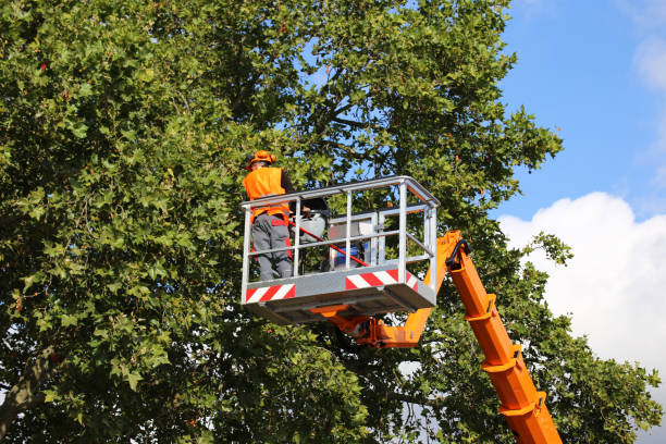 Trusted Mantua, UT  Tree Services Experts